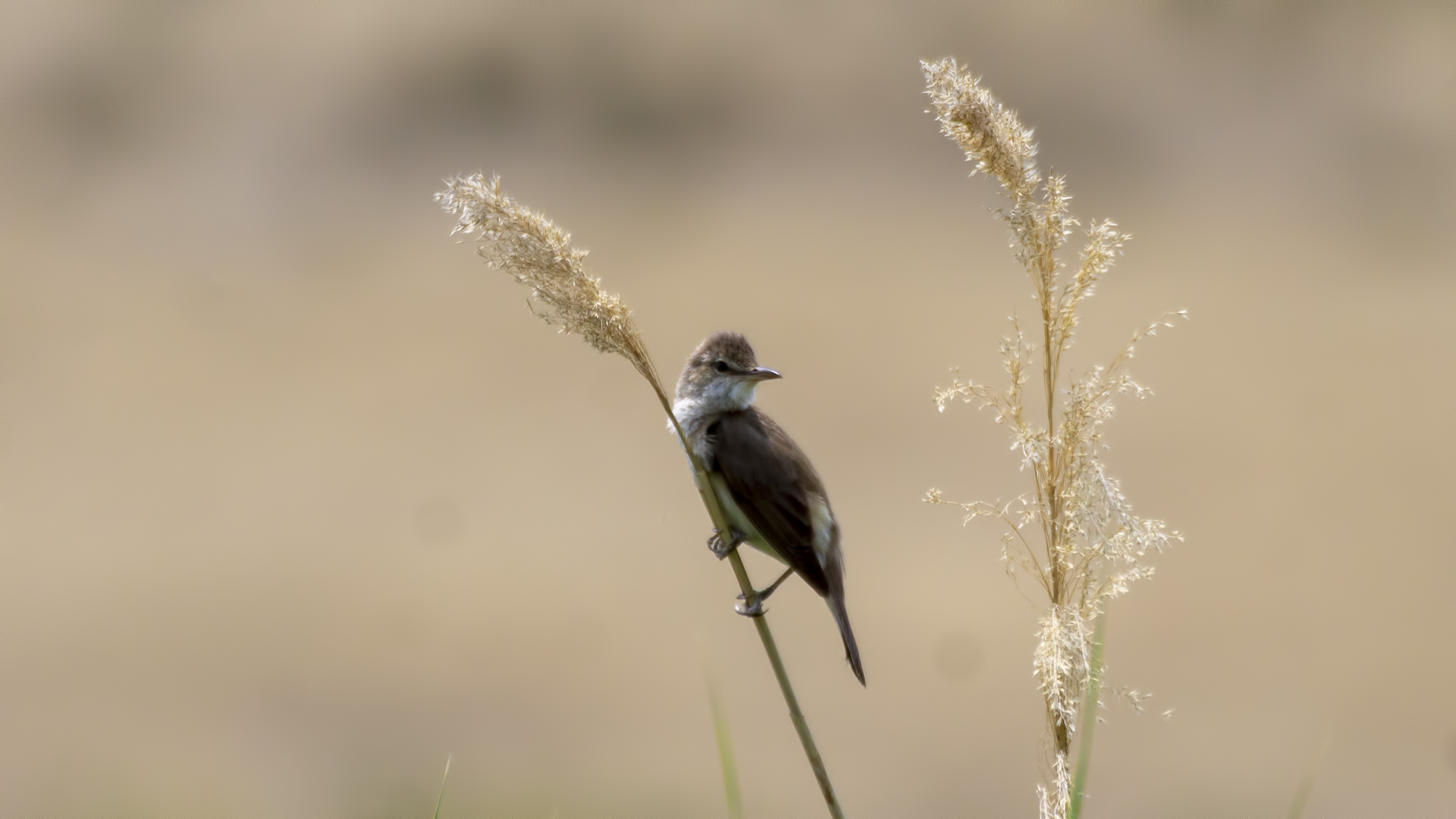 Great Reed Warbler
